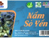 Nấm Sò Yến KMS