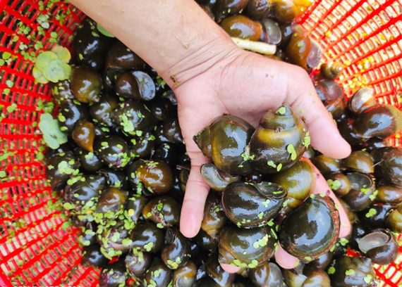 Ốc nhồi thương phẩm - Hình ảnh 3