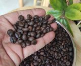 Cà phê hạt dinh dưỡng Coffee Nuts