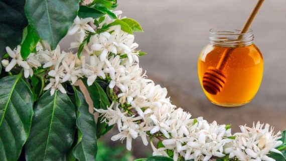 Mật ong Hoa cà phê nguyên chất