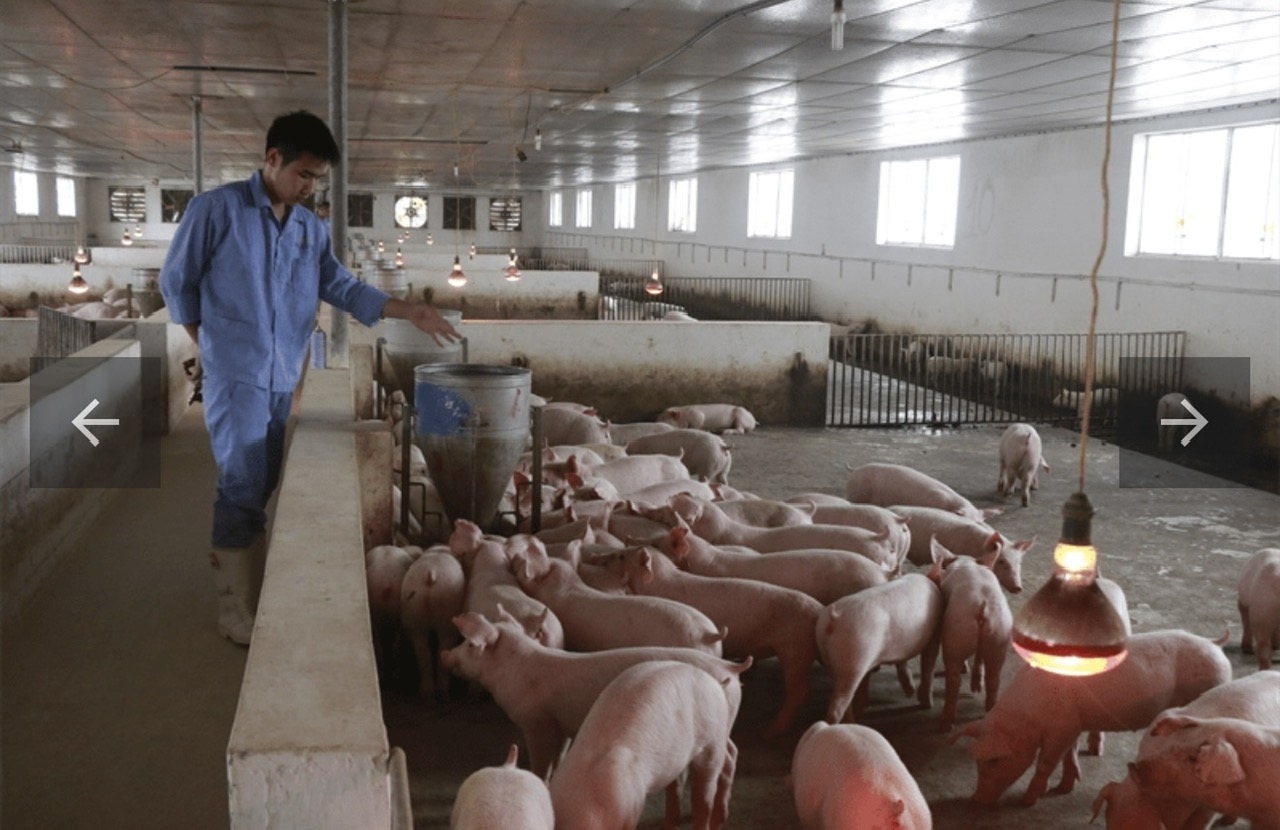 Thịt lợn thảo dược Bình Minh (sản phẩm của xã Hiệp Hòa) - Hình ảnh 6